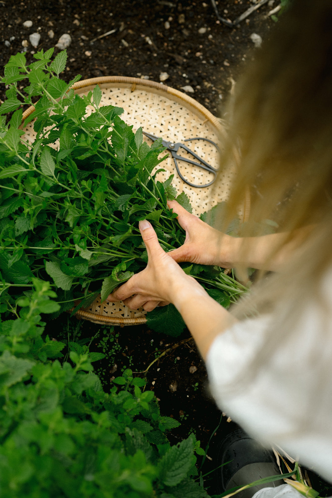 Soil of Beautyn perustaja Henna Uusikallio käsittelee tuoreita kasveja tuotekehitystä varten.